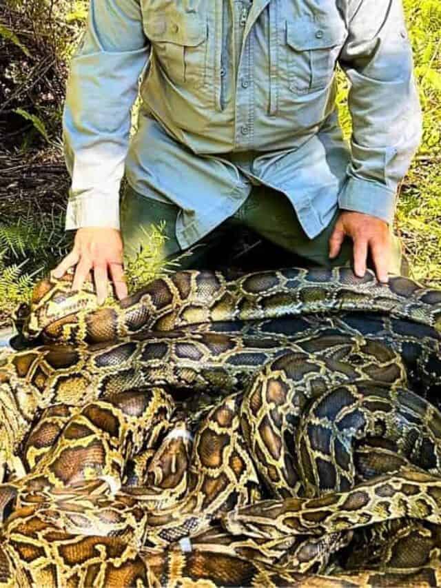 500 Pounds of Python Found in Florida