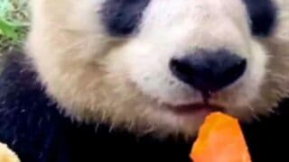 panda snacking on a carrot