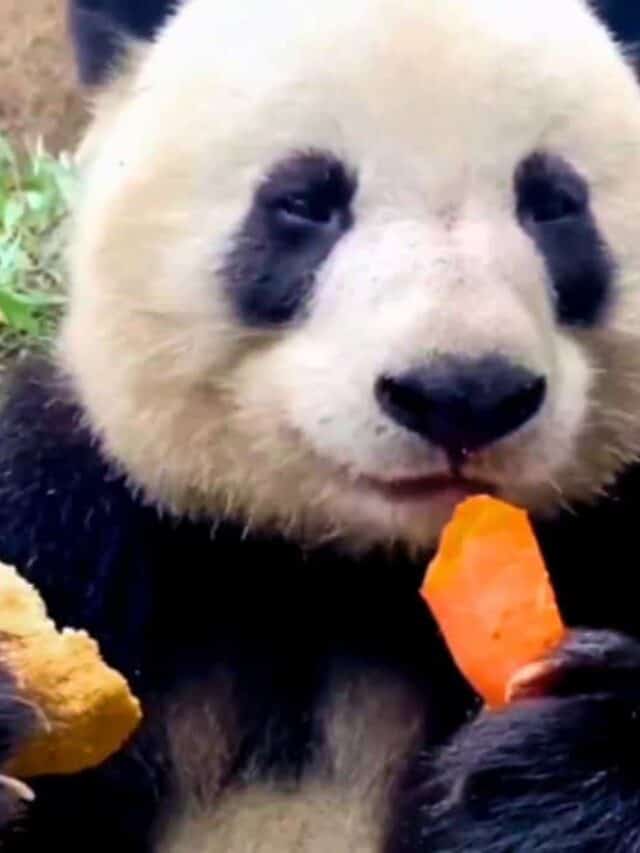 Have You Ever Seen a Panda Snacking on a Carrot?