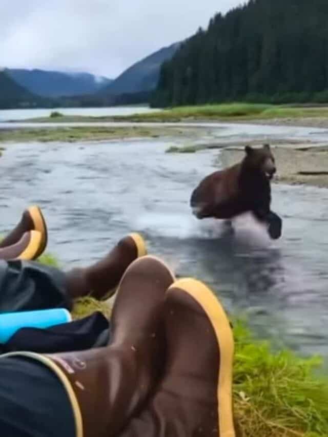 Bear Walks Past Alaska Hikers and They Don’t Move an Inch