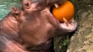 hippos eat whole pumpkins