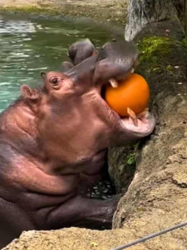 Hippos at Zoo Eating Whole Pumpkins as a Snack