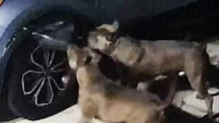 pit bull dogs destroy car