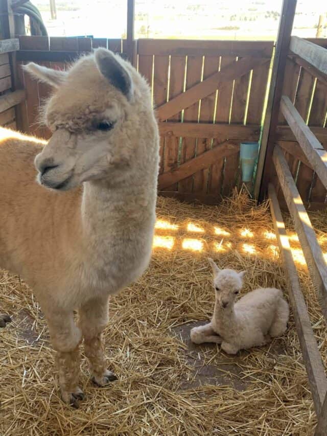 Meet The Largest Alpaca Baby