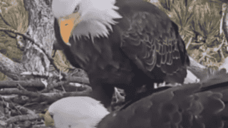 bald eagle family