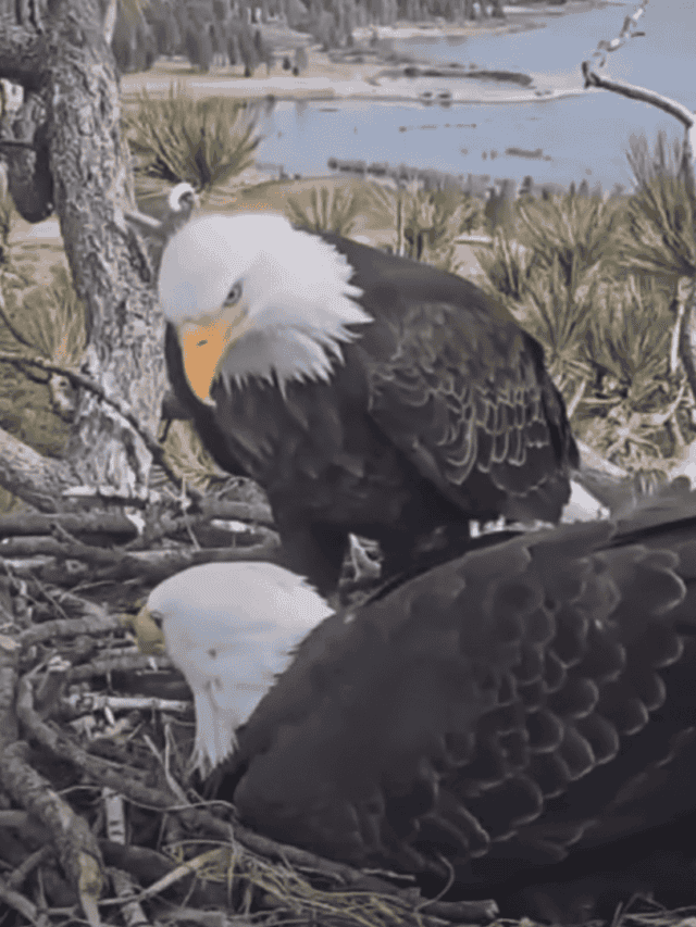 Bald Eagle Family Expand Their Nest In California