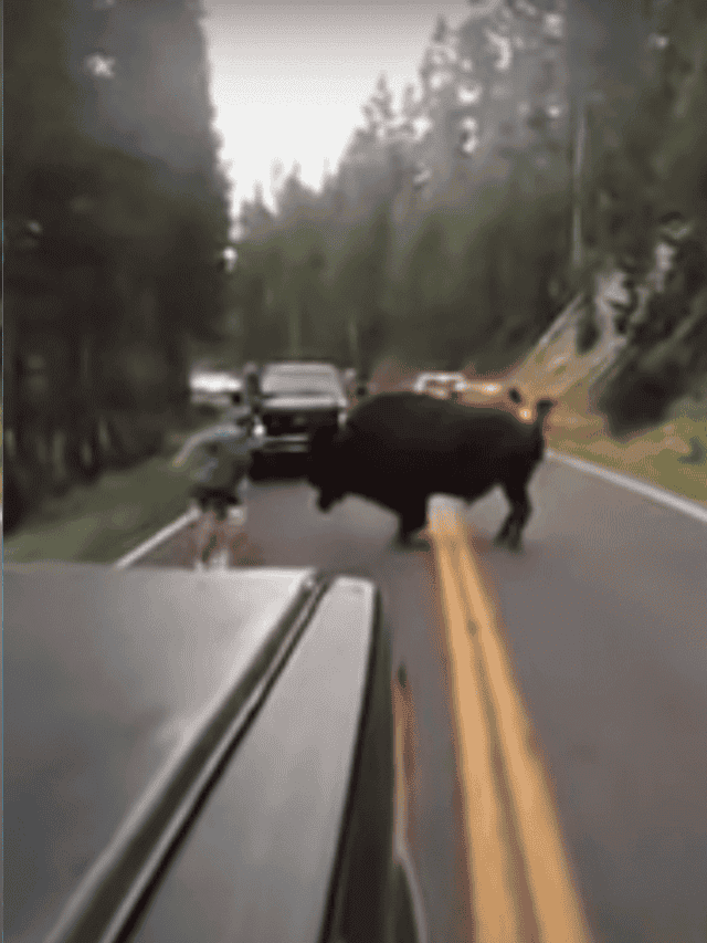 Bison Charges Drunk Guy For Roaring At Him