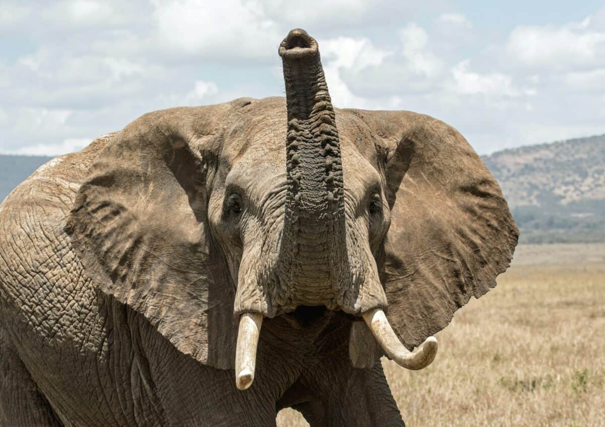 Elephant