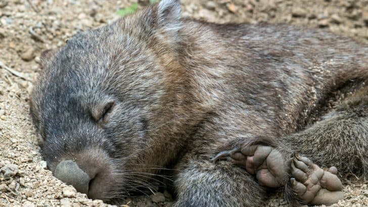 10 Reasons Why We Should Love the Chunky and Adorable Wombat