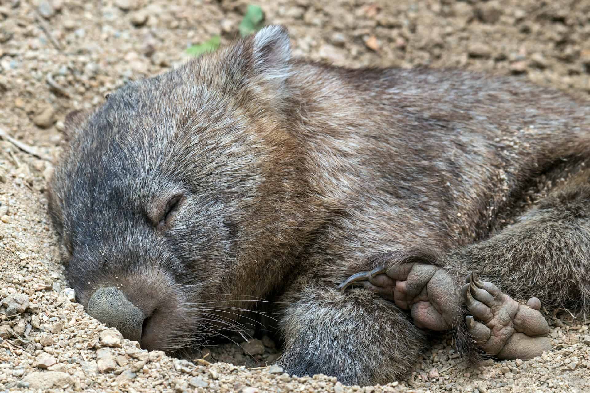 wombat