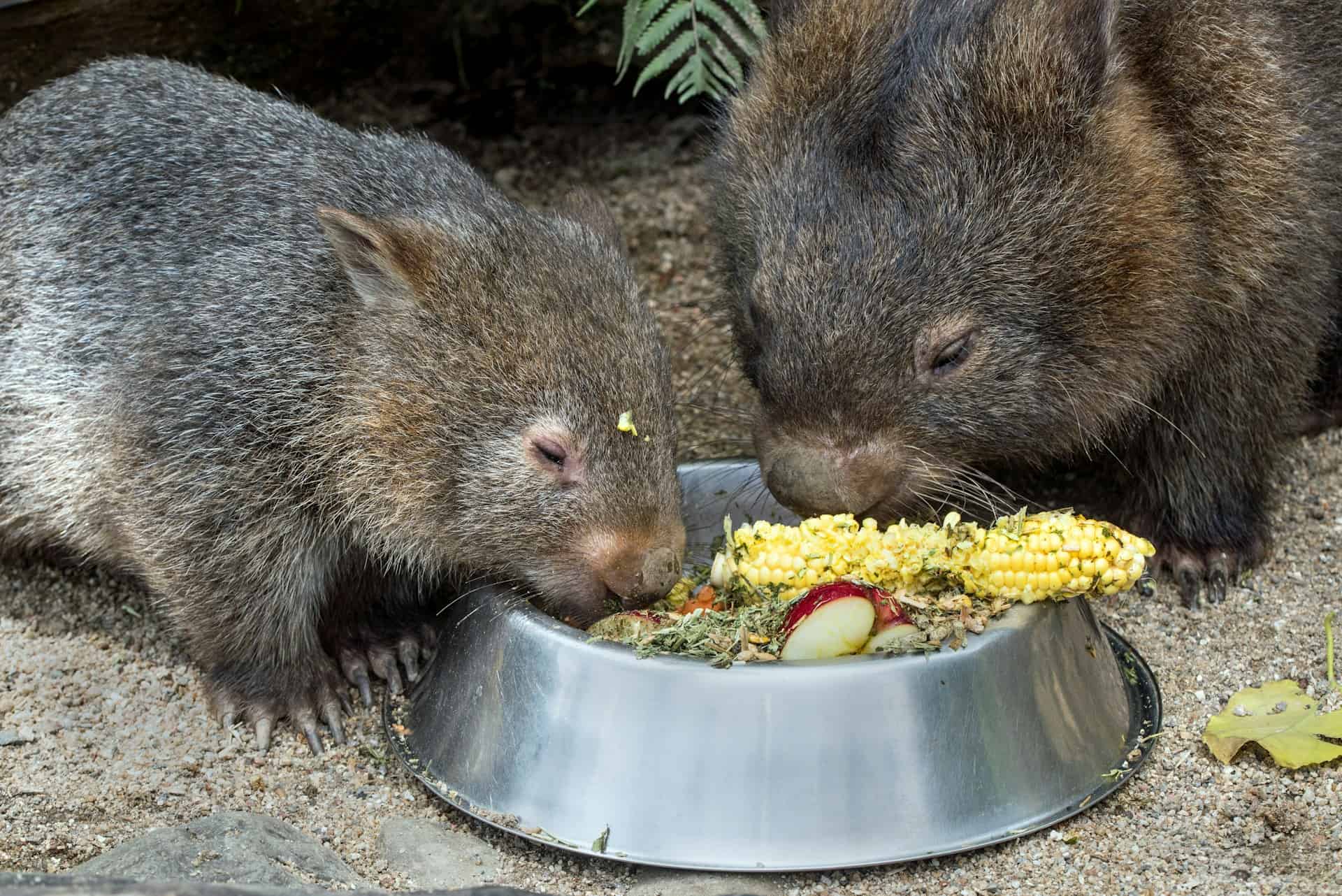 wombat