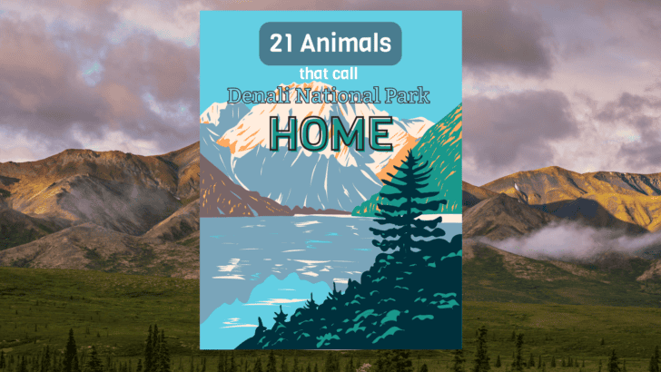 21 Animals That Call Denali National Park Home