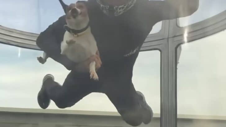 Jack Russell Learns How To Fly