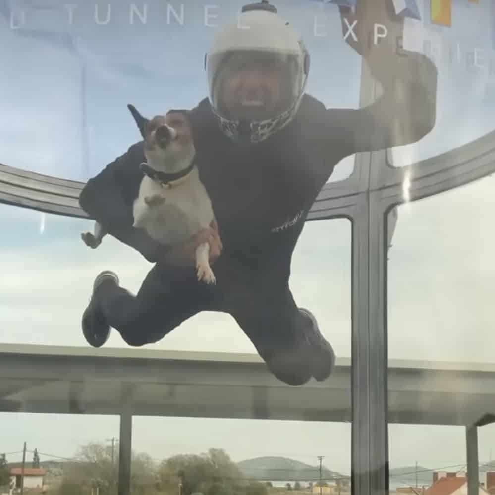 Jack Russel Learns How To Fly