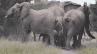 Elephants surround babies