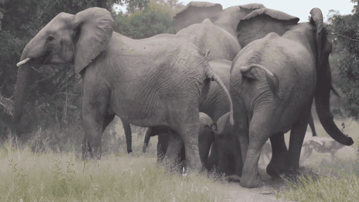 Elephants Protect Their Babies from Wild Dogs