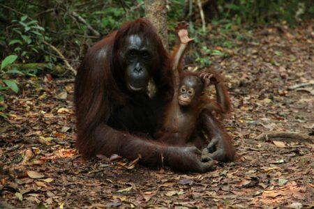 Orangutan Moms Build a New Nest Every Night