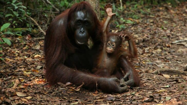 Orangutan Moms Build a New Nest Every Night
