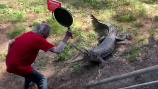 Man Smacks Crocodile with Pan