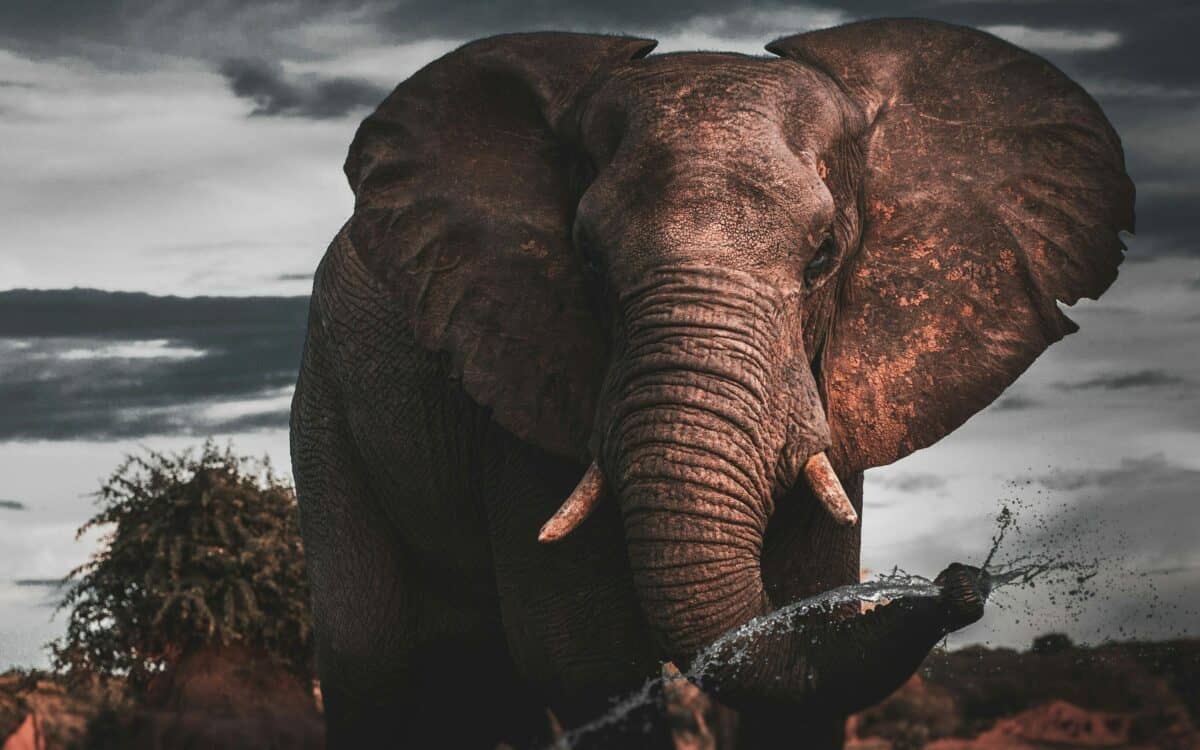 Elephant Throws Tourists