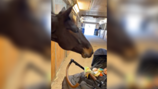 Horse makes Silly Faces to Baby