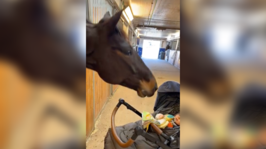 Horse Makes Silly Faces For Baby