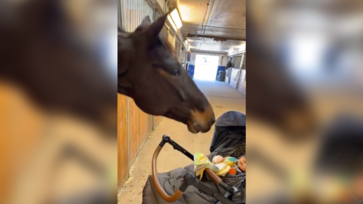 Horse Makes Silly Faces For Baby