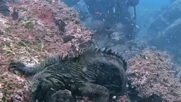 Rare Footage Of The Marine Iguana