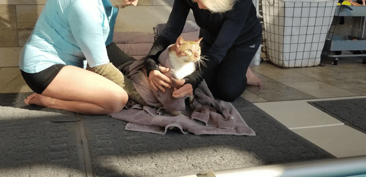 rescued cat