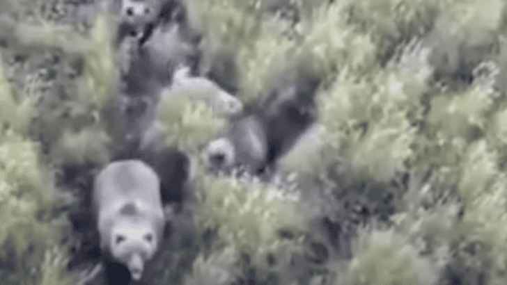 Husky Parents Use Drone To Find Him With Wild Bears