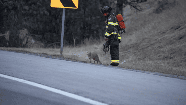 Heroic Cat Races Toward Accident Scene ‘Determined To Help’ In Colorado
