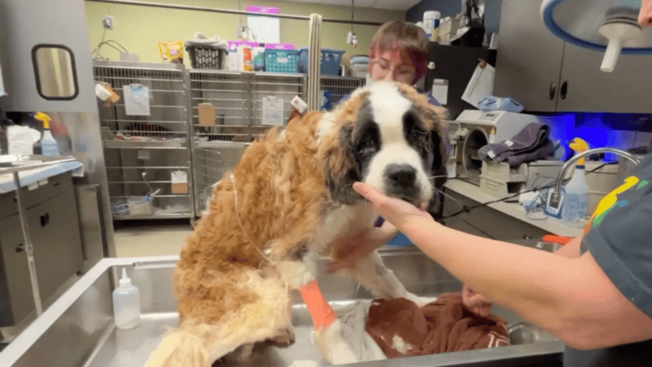 Dog Saved From Abandoned House Is Now Unrecognizable