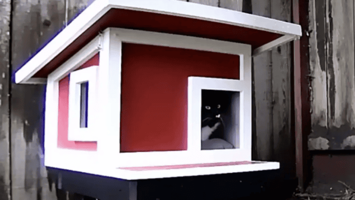 Feral Cat Finds Comfort In A Tiny Home Built Just For Him In California