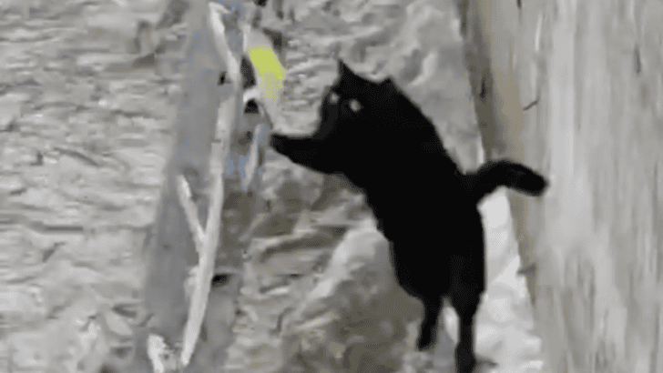 Cat Saved Stranded By Icy Stream