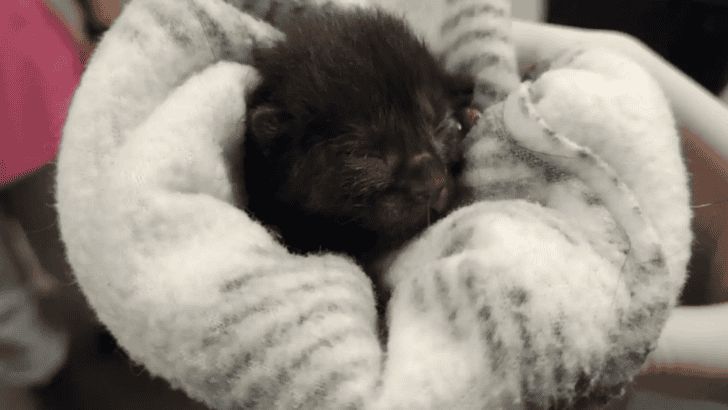 1-Day-Old Fluffy Kitten Cries Out From Cardboard Box