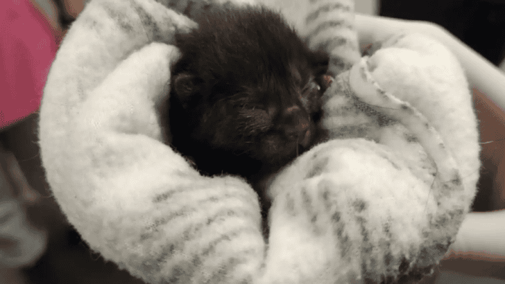 Tiny Cries Coming From Cardboard Box Housing Day-Old Kitten