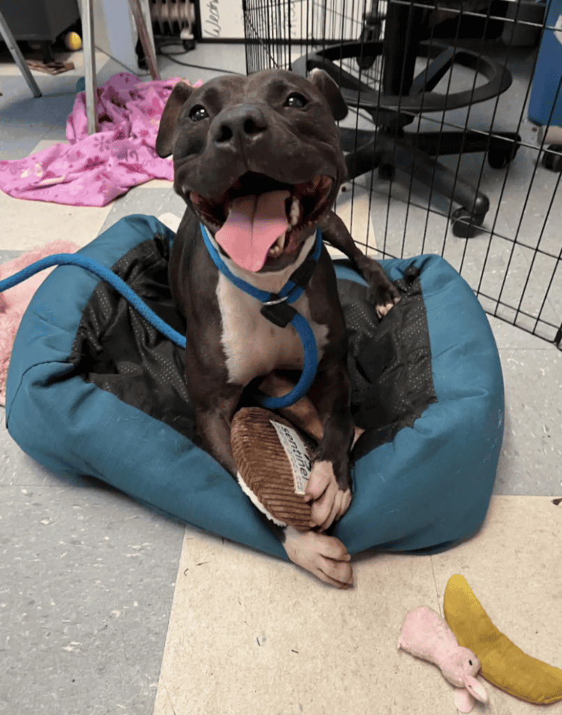 Dog Who Spent 886 Days In Shelter