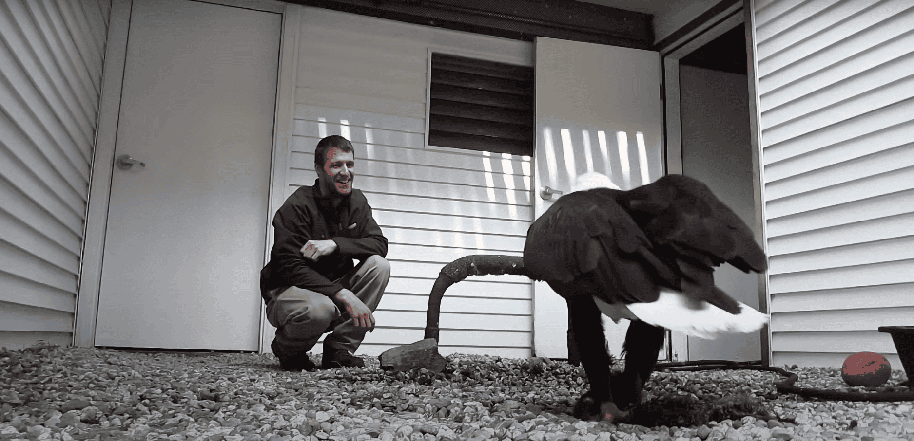 Man Teaches Bald Eagle to Play Fetch