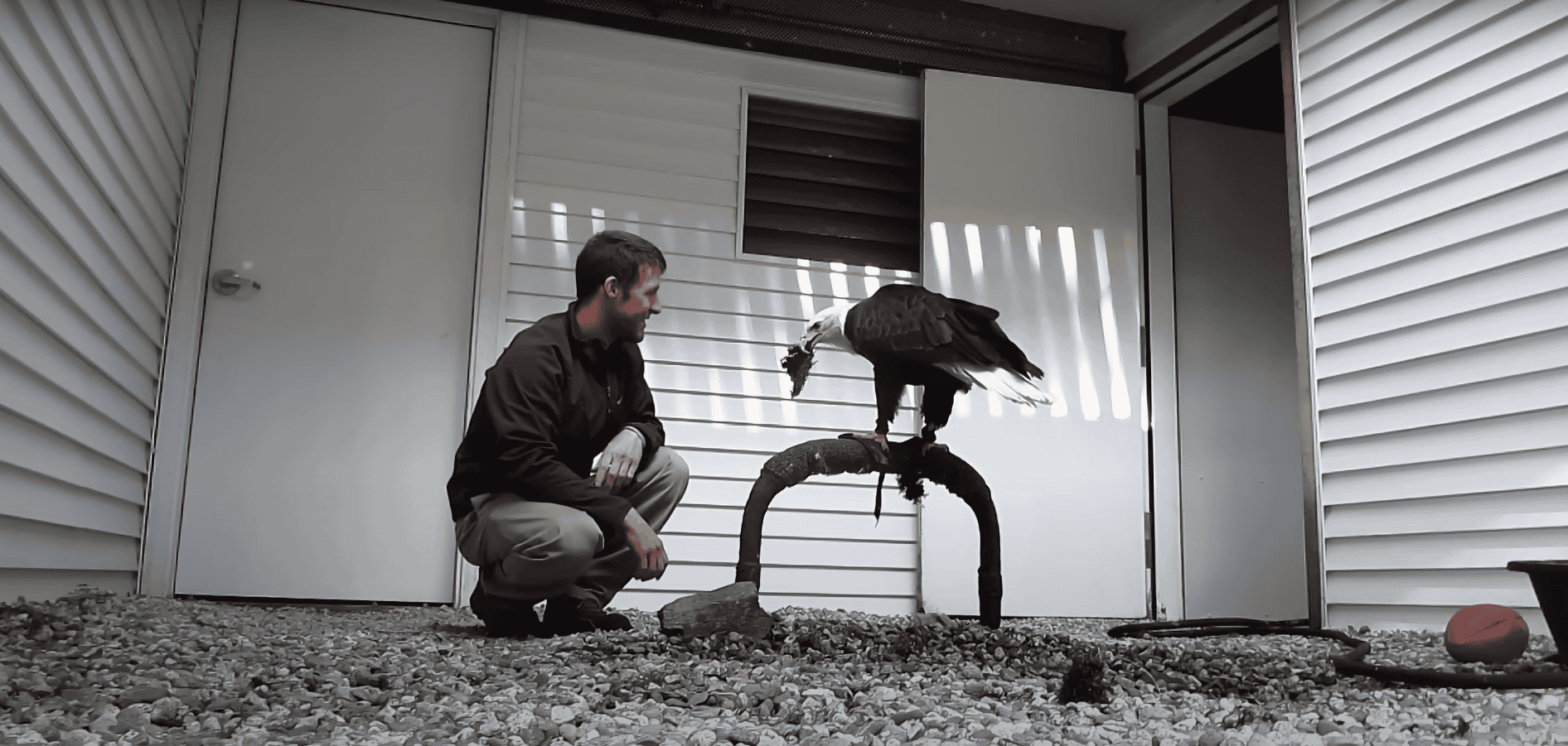 Man Teaches Bald Eagle to Play Fetch
