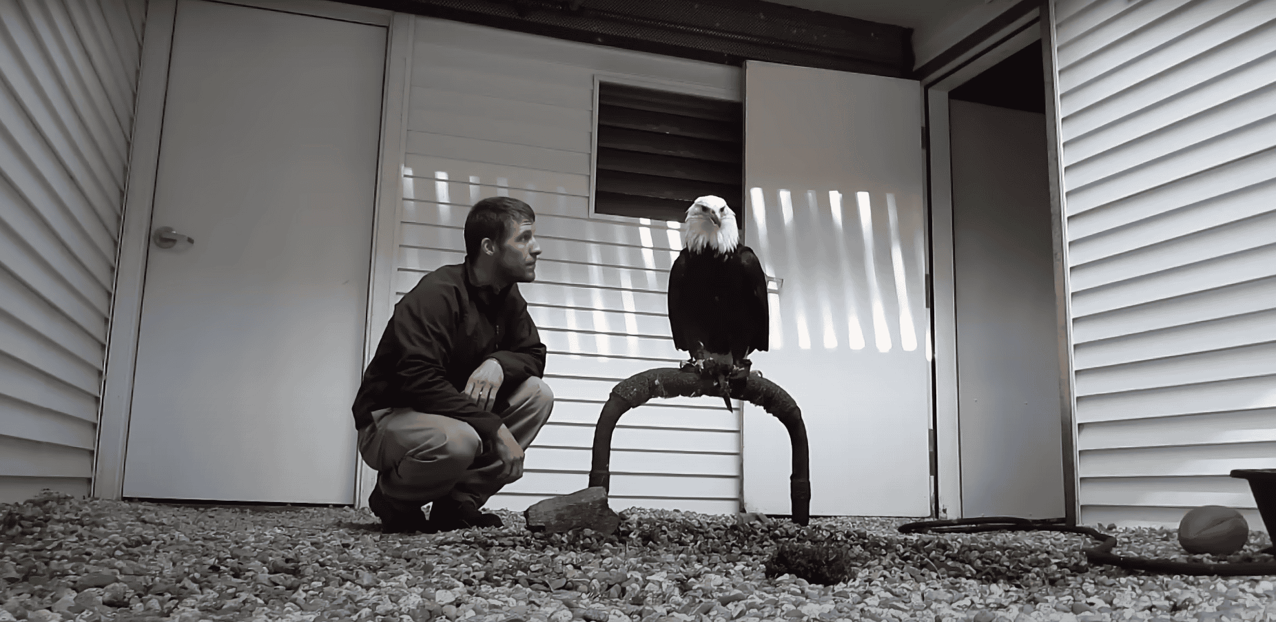 Man Teaches Bald Eagle to Play Fetch