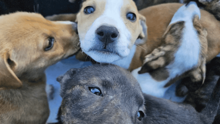 Puppies Rescued From Box Dumped On Mountain Trail