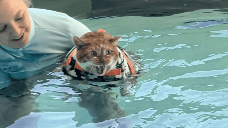 Rescued Cat Has Serious Objections To Starting Water Therapy