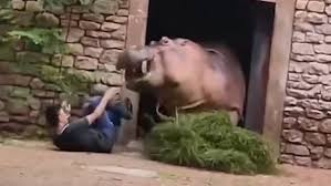 Watch: Angry Hippo Attacks Zookeeper in China