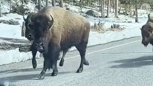 Watch: Friends Show Very Different Reactions to Approaching Bison Herd