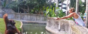 Watch: Human and Orangutan Plays Catch at Bali Zoo