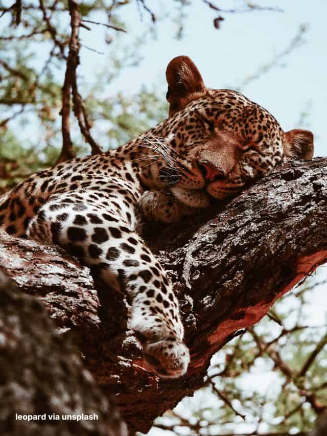 Video Showcasing A Leopards Extraordinary Climbing Abilities
