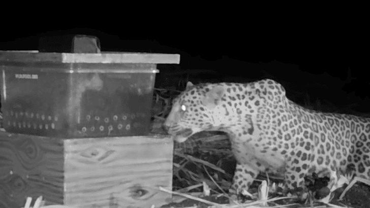 Leopard Cub Found Amongst Sugarcane is Reunited with its Mom
