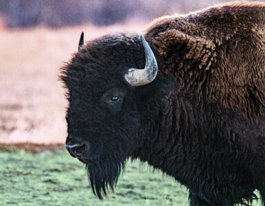 Idaho Man Arrested For Kicking a Bison in Yellowstone National Park