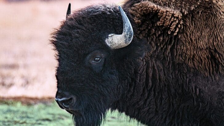 Arrested For Kicking A Bison In Yellowstone