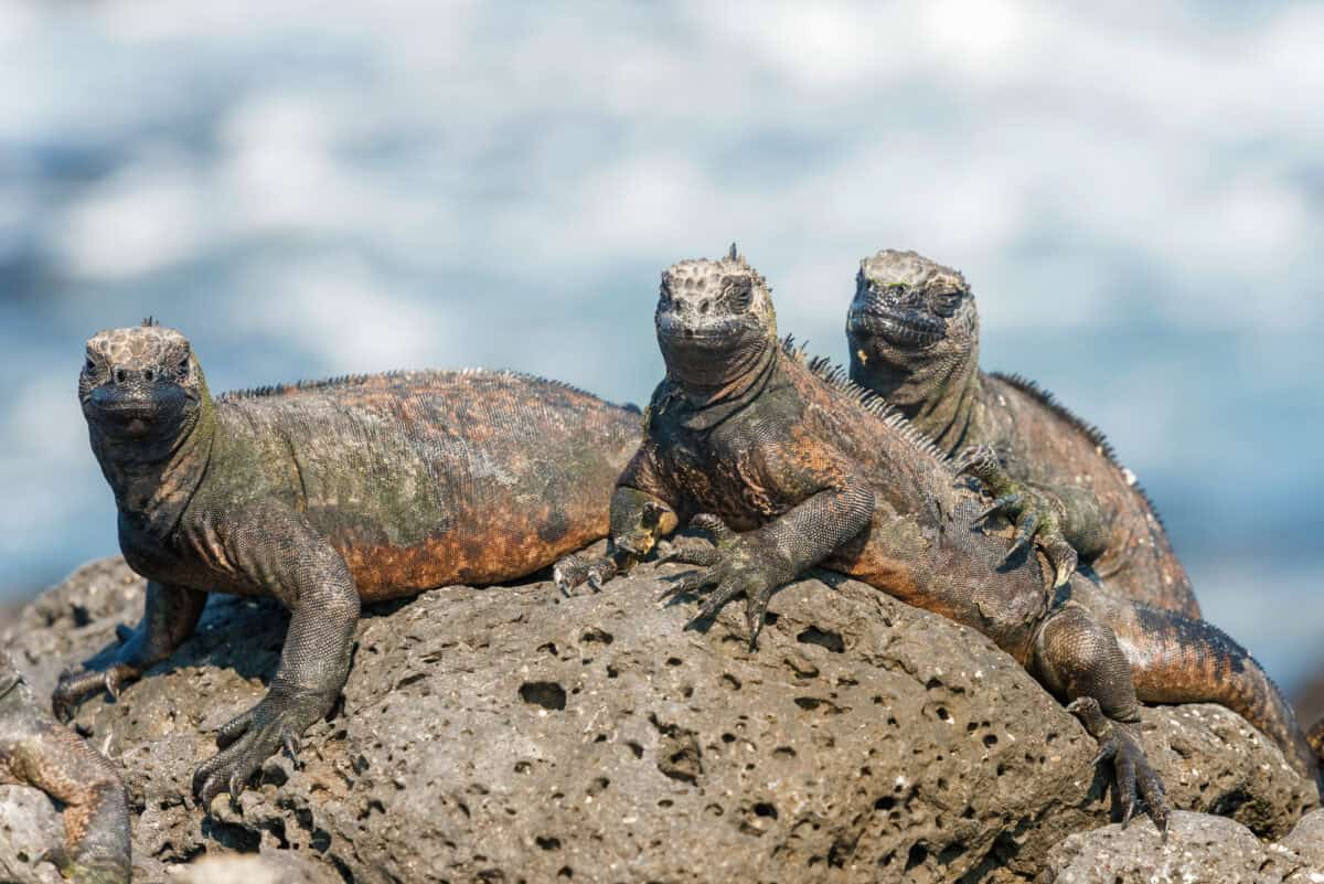 Marine Iguana resting on lava rocks at  Santa Cruz Island in Galapagos Islands